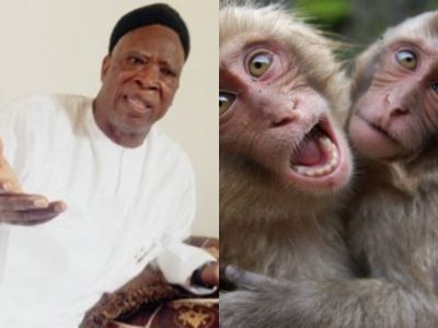How Monkeys Swallowed 70 Million Naira Belonging To Senators  