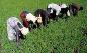 Nigerian Rice Farmers Appeal To FG For Help, Commend Border Closure  