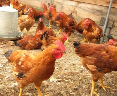 8 Things You Should Know Before Starting Poultry Farming In Nigeria  