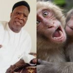 How Monkeys Swallowed 70 Million Naira Belonging To Senators  