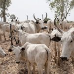 3 Notorious Rustlers Arrested In Kano, Police Recovers Over 1,000 Cows  