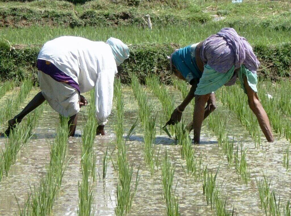 Nigerian Rice Farmers Appeal To FG For Help, Commend Border Closure  