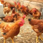 8 Things You Should Know Before Starting Poultry Farming In Nigeria  