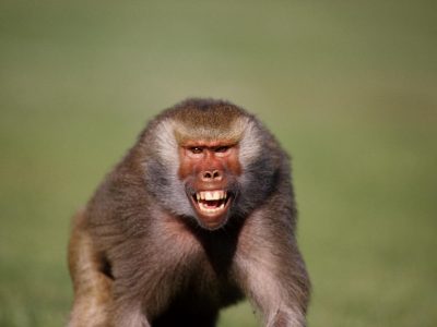 The Moment A Kenyan Driver Jumped Off A 4-Storey Building To Escape A Savage Baboon [VIDEO]  