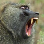 The Moment A Kenyan Driver Jumped Off A 4-Storey Building To Escape A Savage Baboon [VIDEO]  