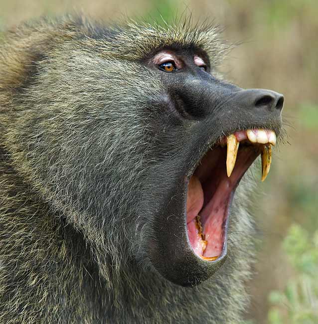 The Moment A Kenyan Driver Jumped Off A 4-Storey Building To Escape A Savage Baboon [VIDEO]  