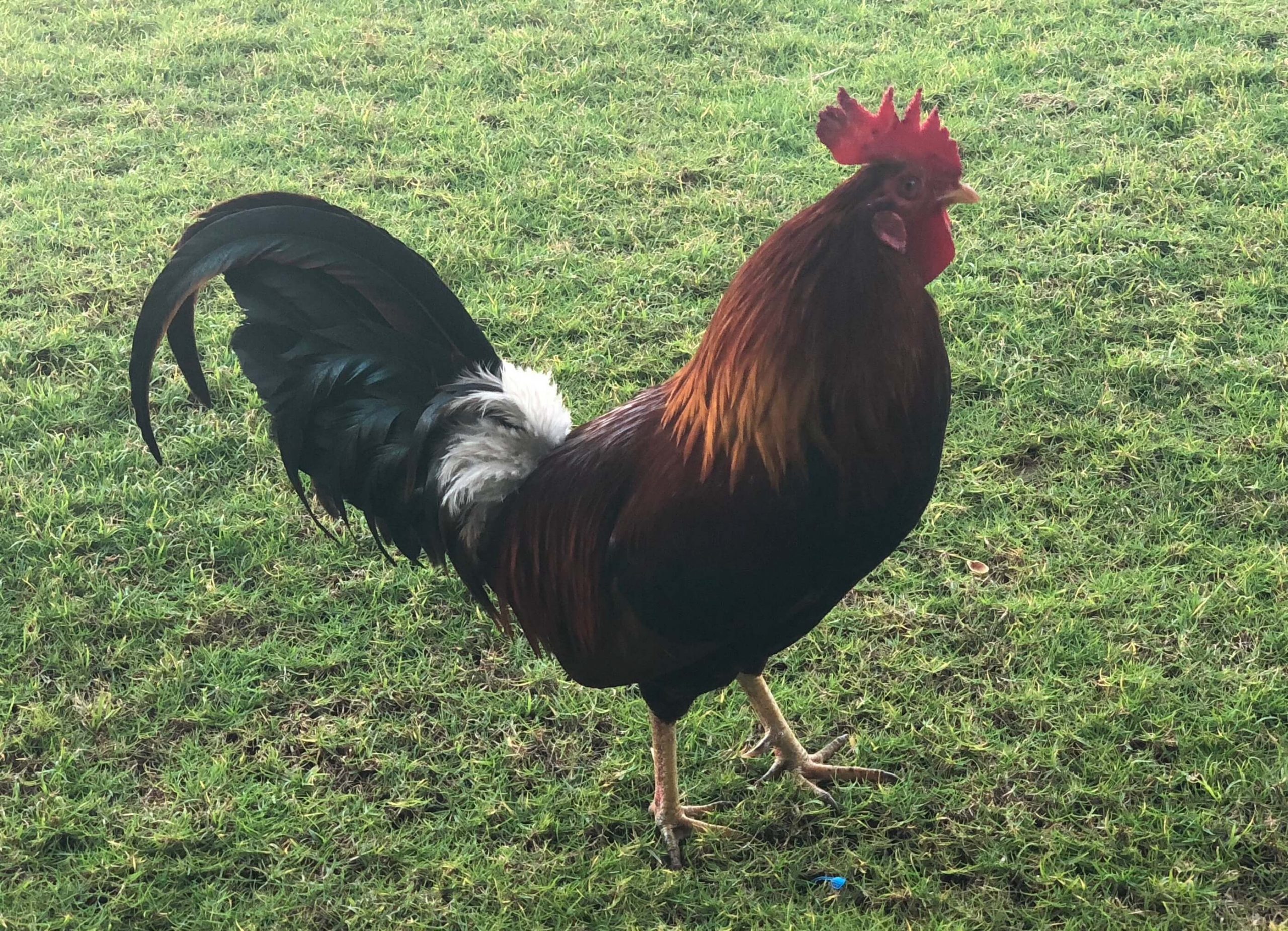 Thief Forced To Eat Live Chicken As Punishment By Angry Mob [VIDEO]  