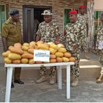 Army Intercept 98 Parcel Of Cannabis In Yobe  