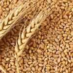 Agricultural Cooperation Between Ukraine, Nigeria Set To Expand With New Grain Hubs  