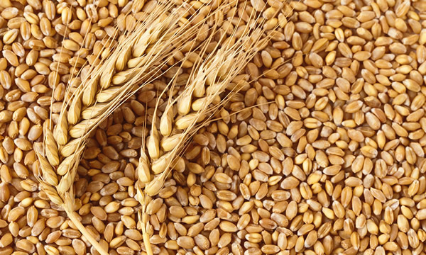 Agricultural Cooperation Between Ukraine, Nigeria Set To Expand With New Grain Hubs  