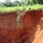 Gully Erosion Menace Threatens Amamba Uzuakoli Community in Abia State  